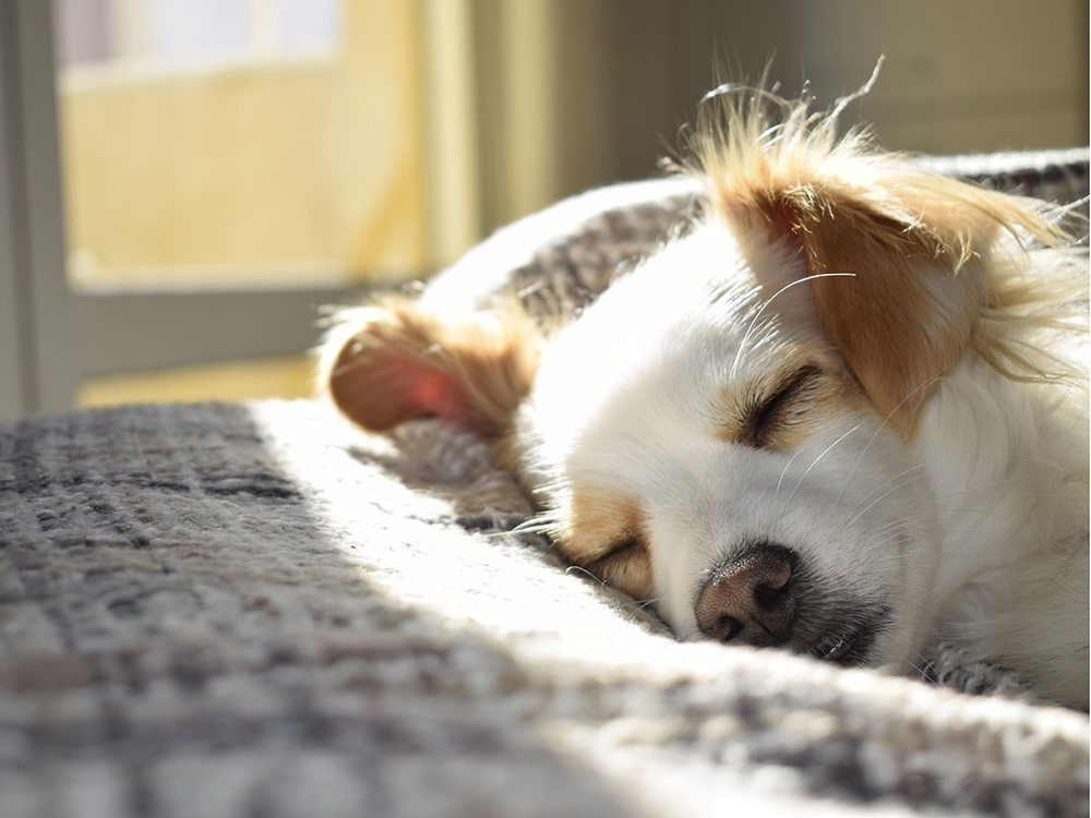 A tan and white mixed breed dog peacefully lounges on a bed while a warm sunbeam shines through the window.