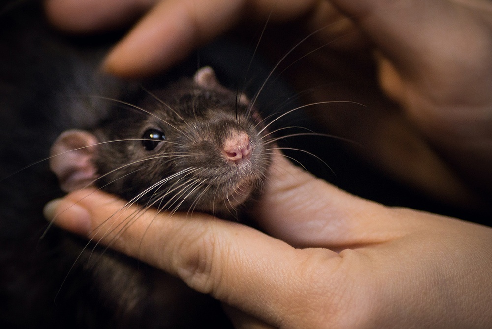 a brown pet rat is gently help by two hands.