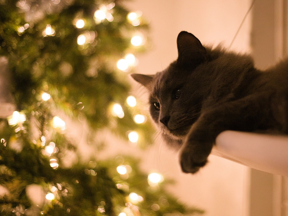 A long haired gray cat lounges on a white table edge with a glowing Christmas tree in the background.