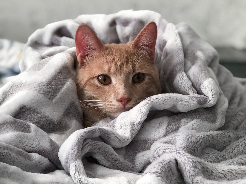 To prepare him for an emergency vet visit, an orange tabby is wrapped in a soft gray and white striped blanket.