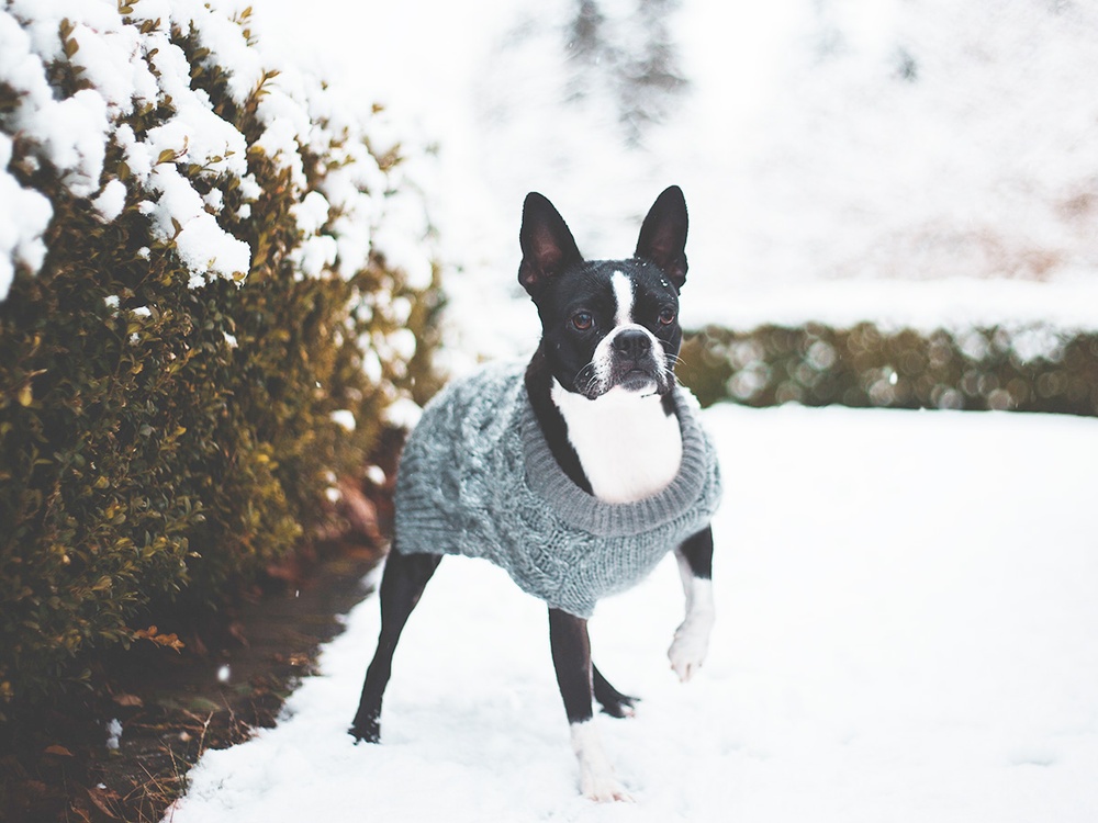 A black and white boston terrier wearing a gray holiday sweater stands alert in a snowy outdoor setting with snow tipped evergreen trees in the background.