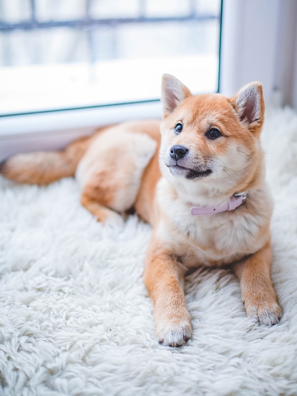A light tan shiba inu puppy wearing a pink collar rests on a white fur blanket while sitting in a large windowsill. 