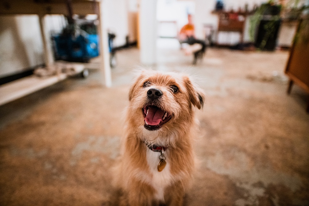 A happy dog sits in center of frame in a warm outdoor urban setting.