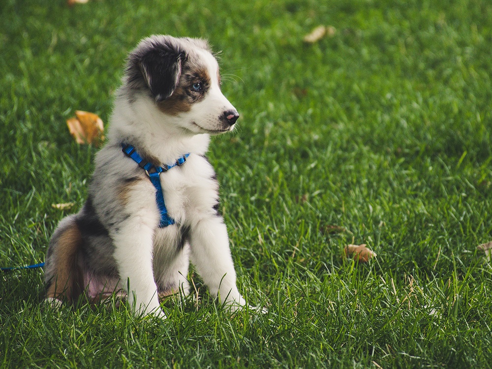 An Australian Shephard puppy wearing a blue harness sits outside in a green grasslawn. 