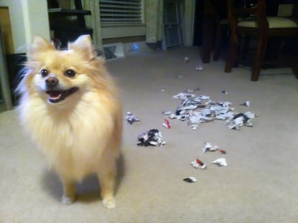 A small Pomeranian dog looks proud next to a huge pile of shredded papers. 