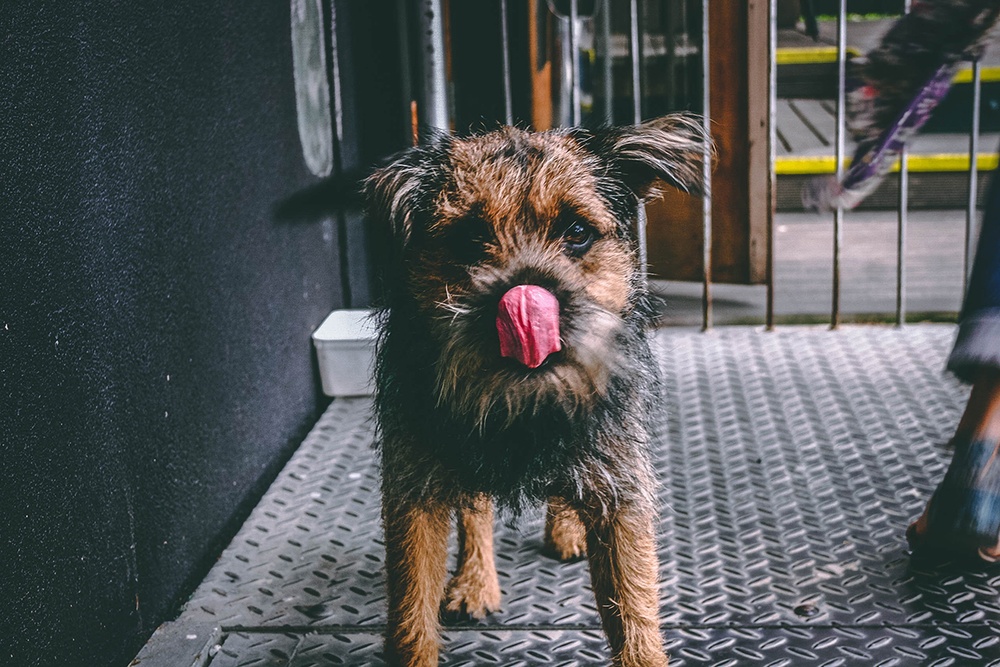 A small black and tan dog licks it's butt outside in an urban area.