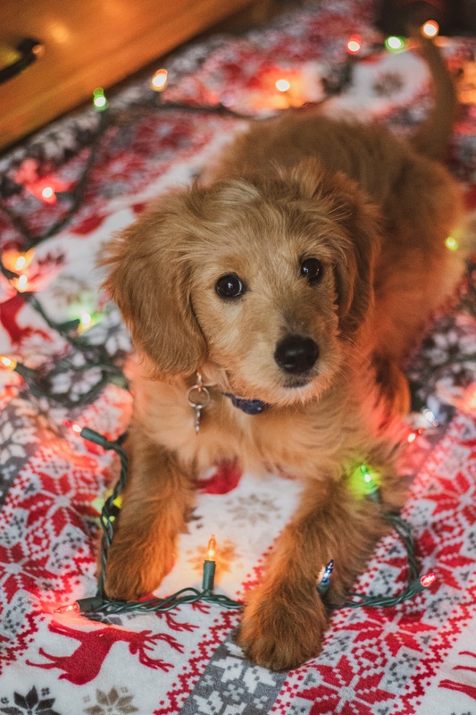A golden retriever puppy lays on a red and white winter themed blanket with a strand of holiday lights nearby. The puppy looks concerned.