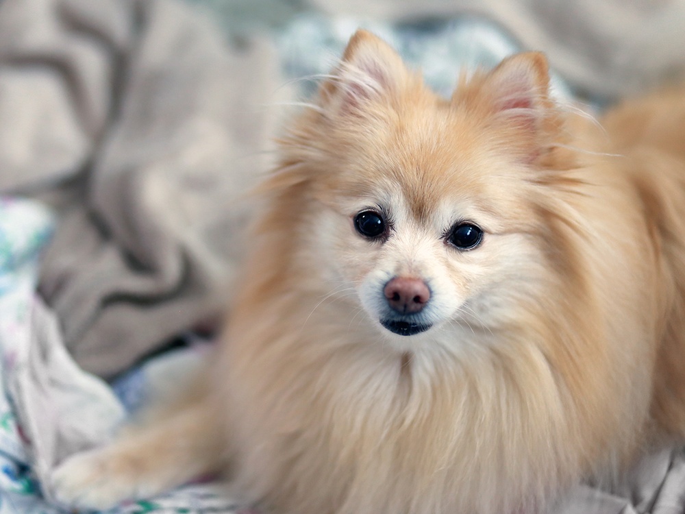 An apricot Pomeranian looks content while laying in a pile of neutral blankets.