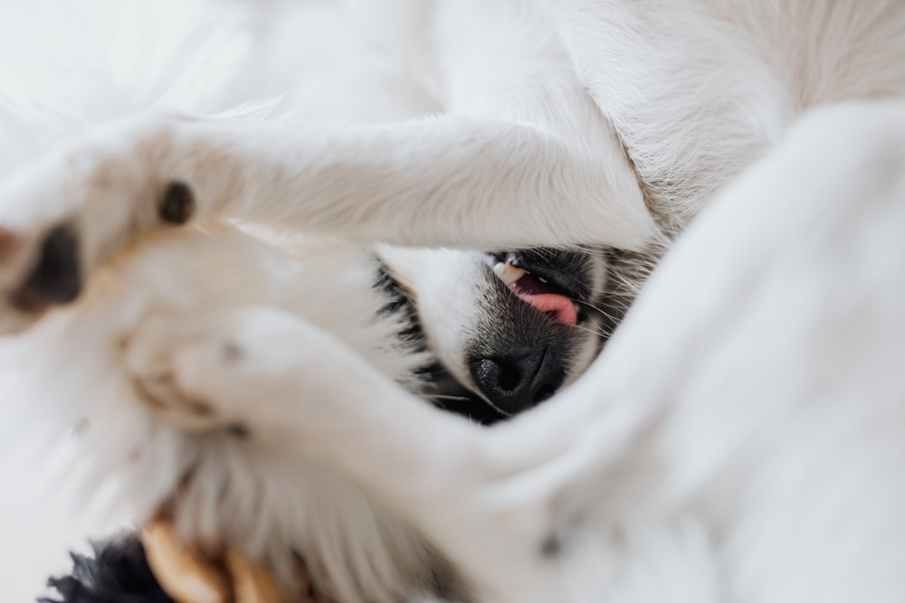 A dog lays awkwardly on white blankets licking its butt