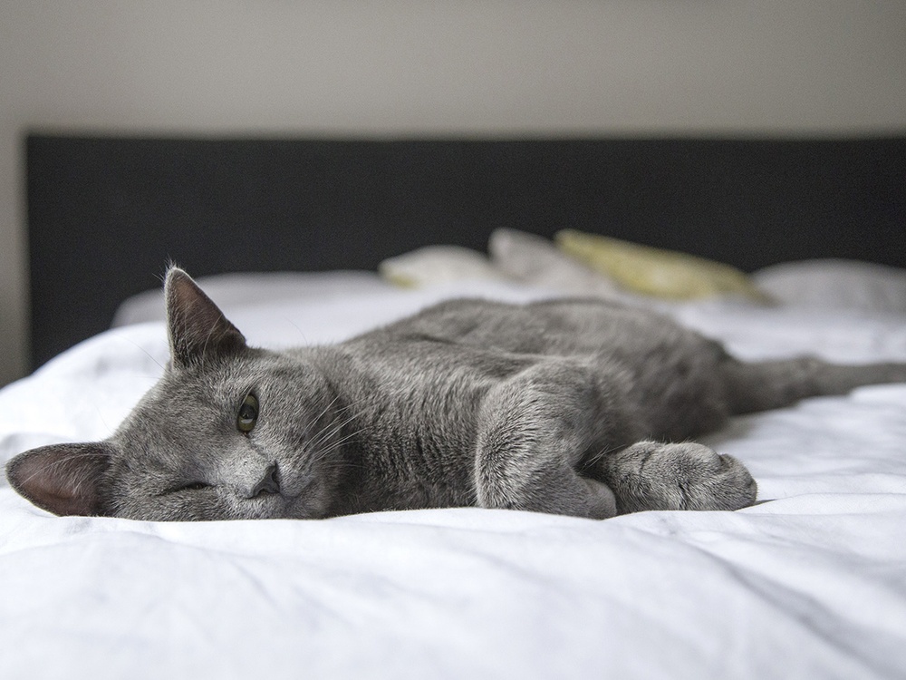 A solid gray cat is half asleep on a crispr white bed, it has one eye open looking at the viewer.