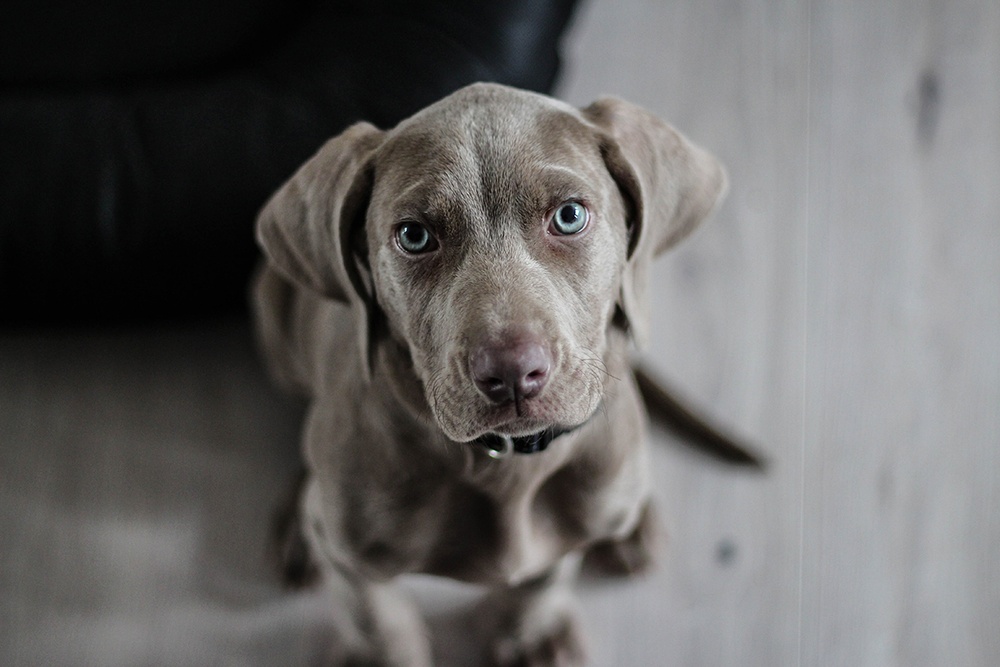 A gray puppy looks up at the viewer, it looks healthy but could have parvo.