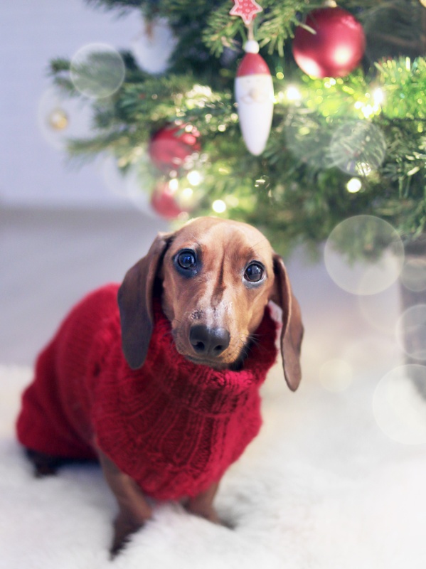 A tan pet dachshund in a red holiday sweater stands near common holiday pet hazards, including ornaments and strand lights.