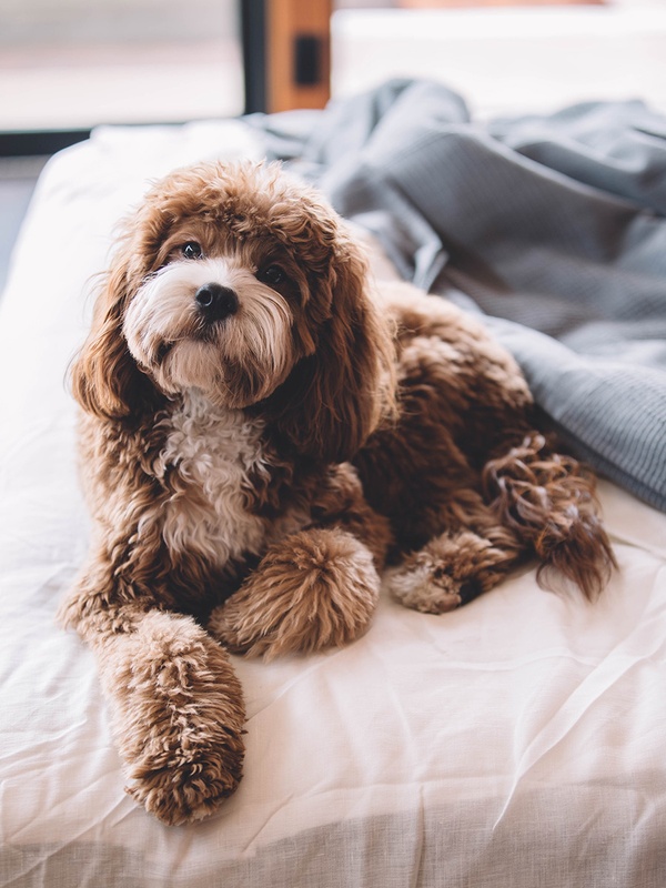 A tan and white poodle mix dog lays on a gray bed while looking to the viewer with anticipation.