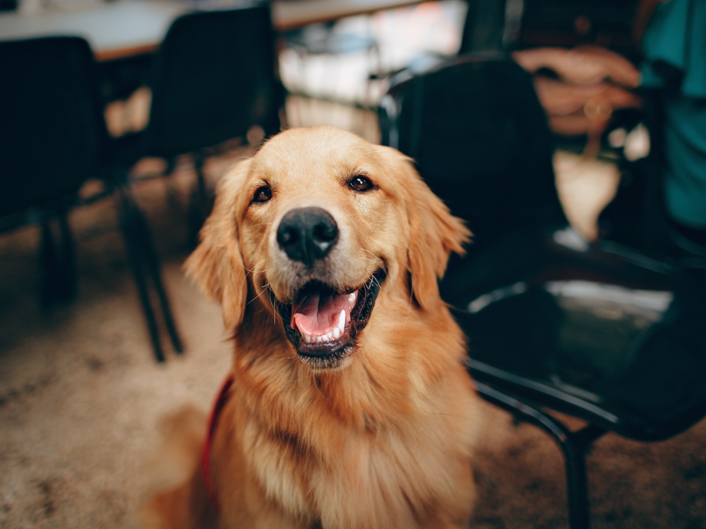A golden retriever sits centered in a masculine living room setting. the dogs mouth is open and he appears to be smiling.