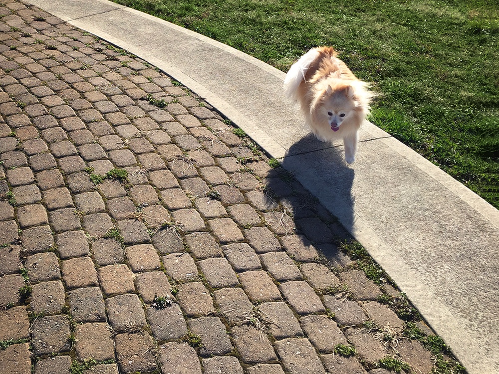A small golden dog walks on a sunlit sidewalk with it's lounge hanging out. Exercising out excess energy is a great tool for dog anxiety. 