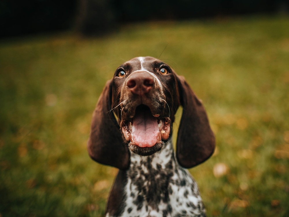 A brown and white spotted hound dog with huge ears has a happy open mouth while looking at the viewer. It is outside in a general grassy setting.