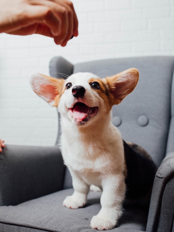 A corgi puppy with huge ears sits on a gray armchair while a hand above holds out a treat.