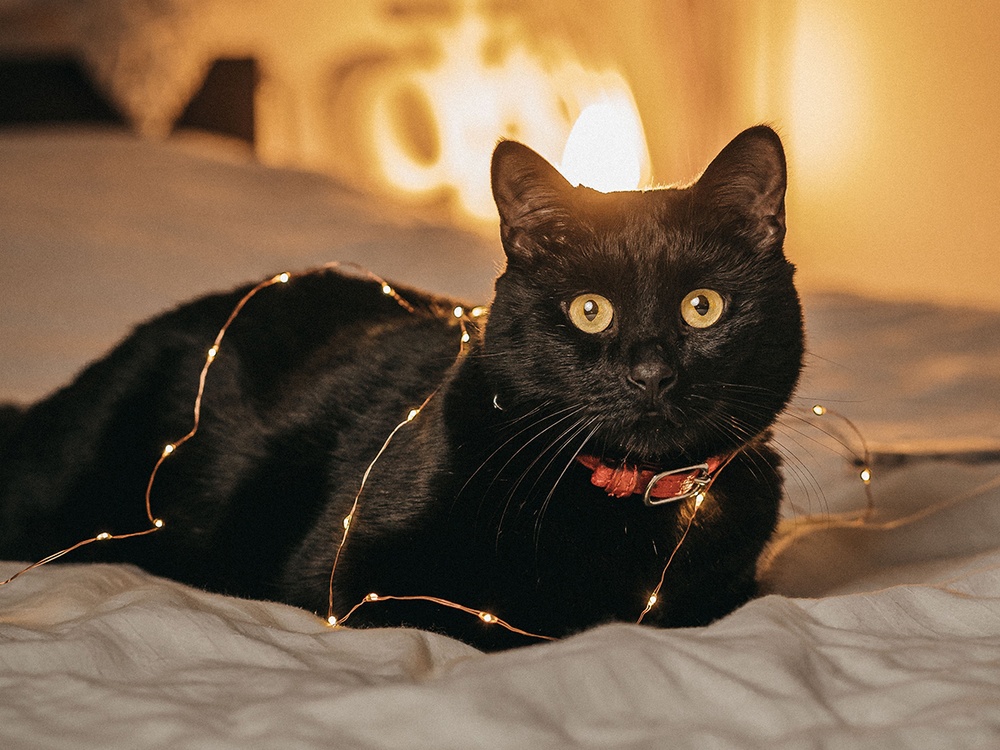 A black cat sits calmly on a bed even though it is tangled in tinsel from a christmas tree