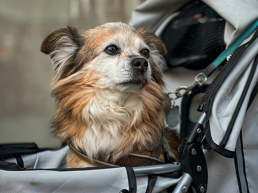 A tan senior dog sits in a stroller looking peaceful.