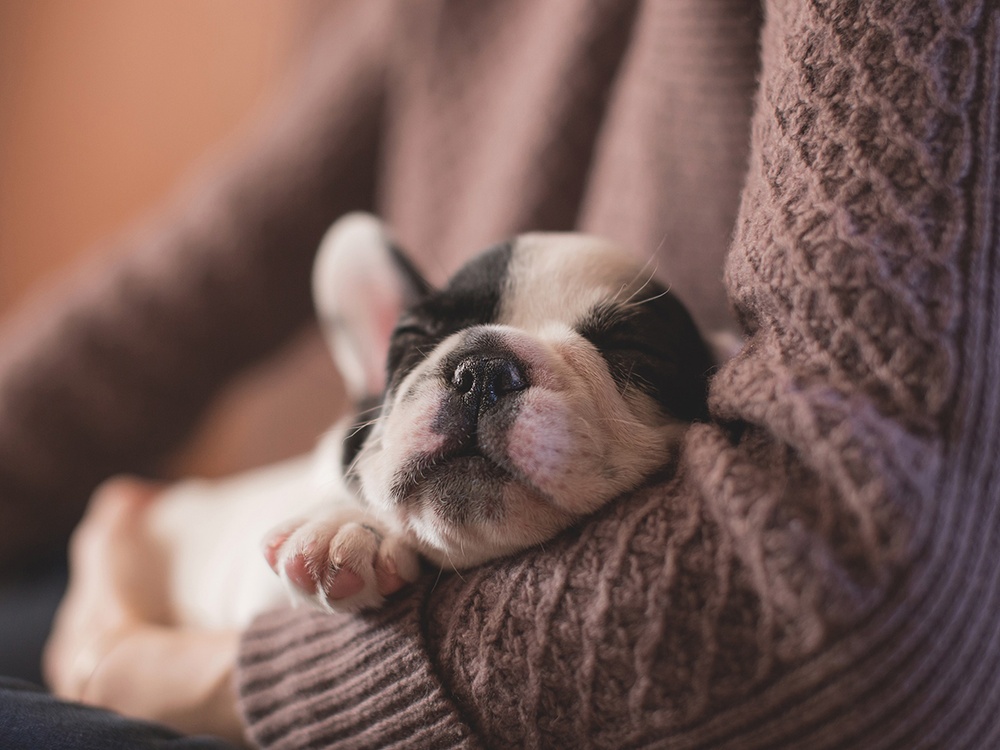 A puppy SLEEPS IN THE ARMS OF A WOMAN WEARING A COZY EARTH TONED SWEATER. THE PUPPY IS BLACK AND WHITE AND ONE OF IT'S PAWS IS RESTING ON HER ARM.