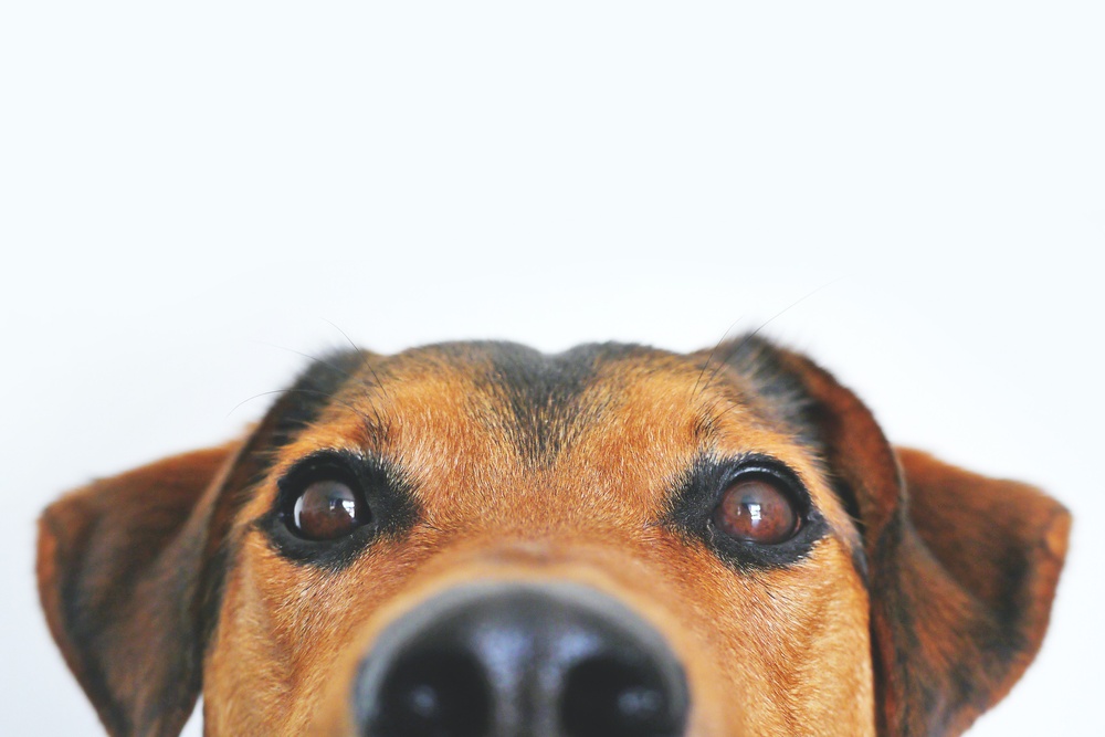 Close up of the face of a tan and black dog showing only its nose, eyes, and ears on a white background.