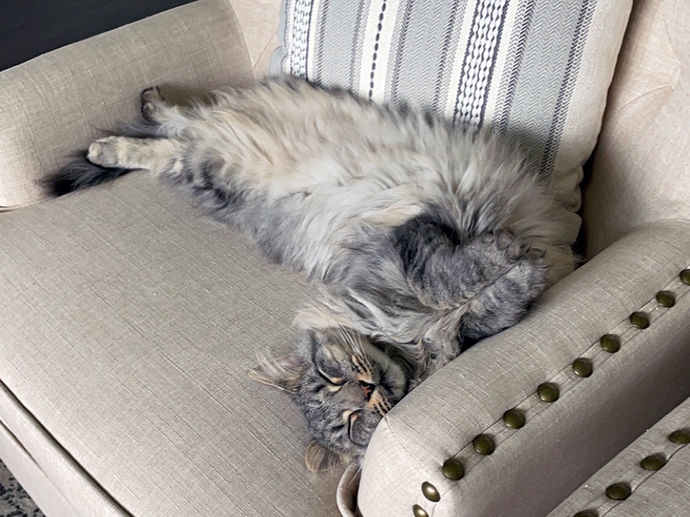 a gray tabby cat lounges peacefully on a cream armchair.