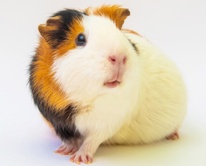 Guinea Pig Show