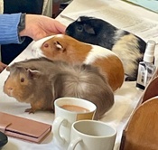 The Guinea Pigs are came to Ardingly on March 17th 2024
