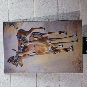 Female Impalas Wall Art