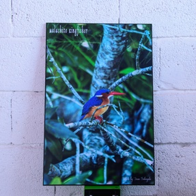 Malachite Kingfisher In Nature - Wall Art