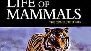 DVD Series: The Life of Mammals: David Attenborough