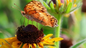Creating a Butterfly Sanctuary in Your Backyard