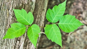 'Leaves of Three' Isn't True for All Poison Ivy