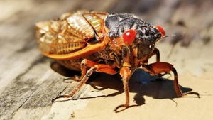 This Year's Cicada Invasion Will Be Double Trouble