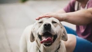 Why We Love Our Dogs