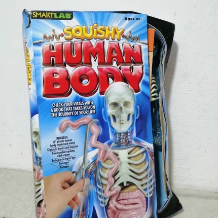 Organic science squishy human 2024 body