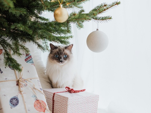 How To Avoid Common Holiday Pet Hazards