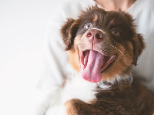  New Dog Owner Guide: Tips for First-Time Dog Owners