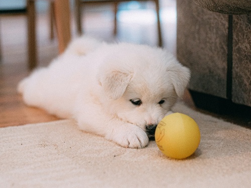 The 5 Stages of Parvovirus and Signs to Watch Out for 