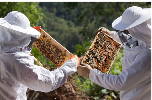 South West Hampshire Beekeepers