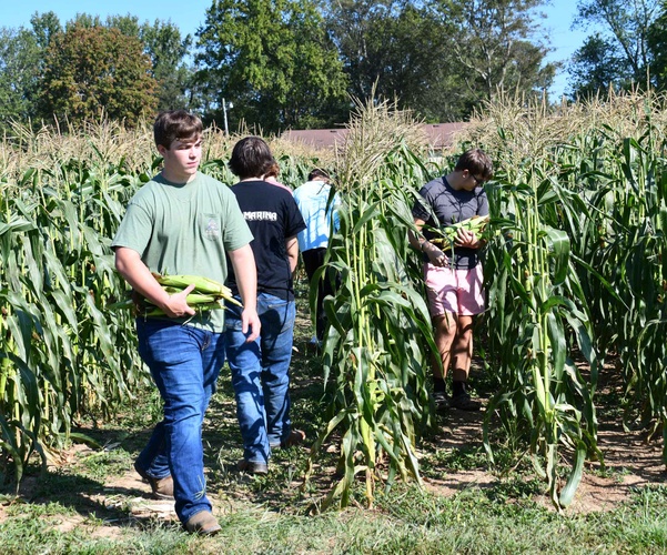 5 people pick corn