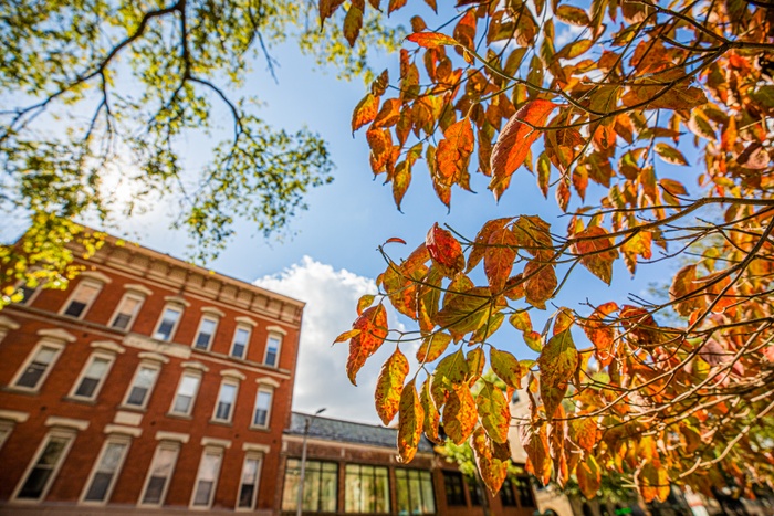 Fall leaves with buildings and sky in the background