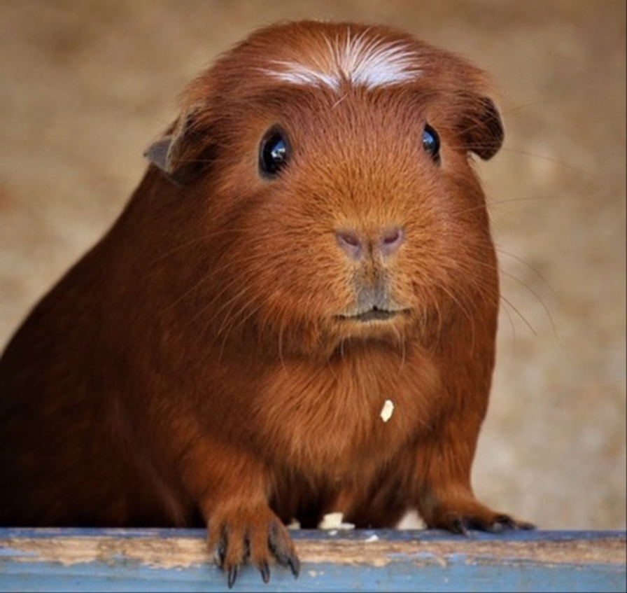 Come and see the Guinea Pigs at the Cavy Club Show this Sunday 20th October from 10.30am