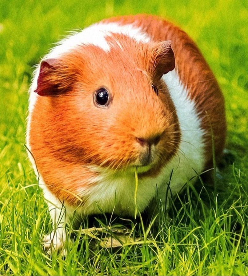 The Guinea Pigs are coming back to Ardingly on July 14th 2024