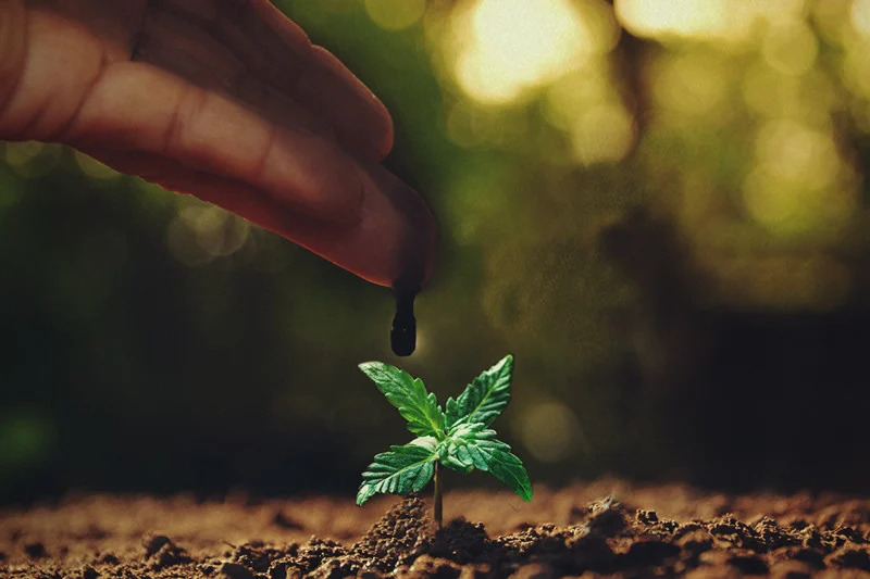 Application Method for Using Molasses on Cannabis Plants