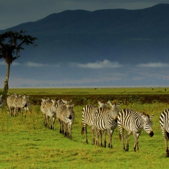 tourhub | ARP Travel Group | Simba Safari, Serena Lodges  