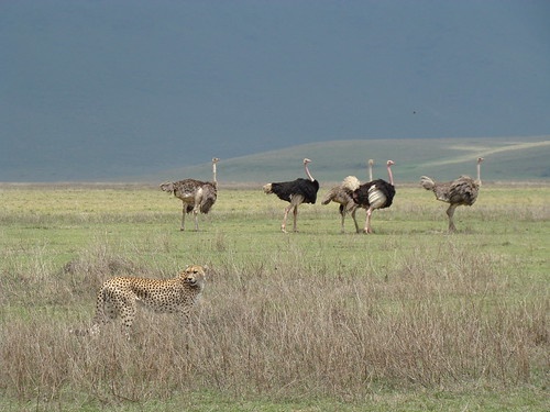 5 days Tanzania sharing safari