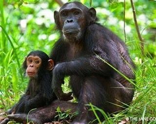 tourhub | G-family Adventures Safaris | Best 5 Days Chimpanzee Trekking | 4545