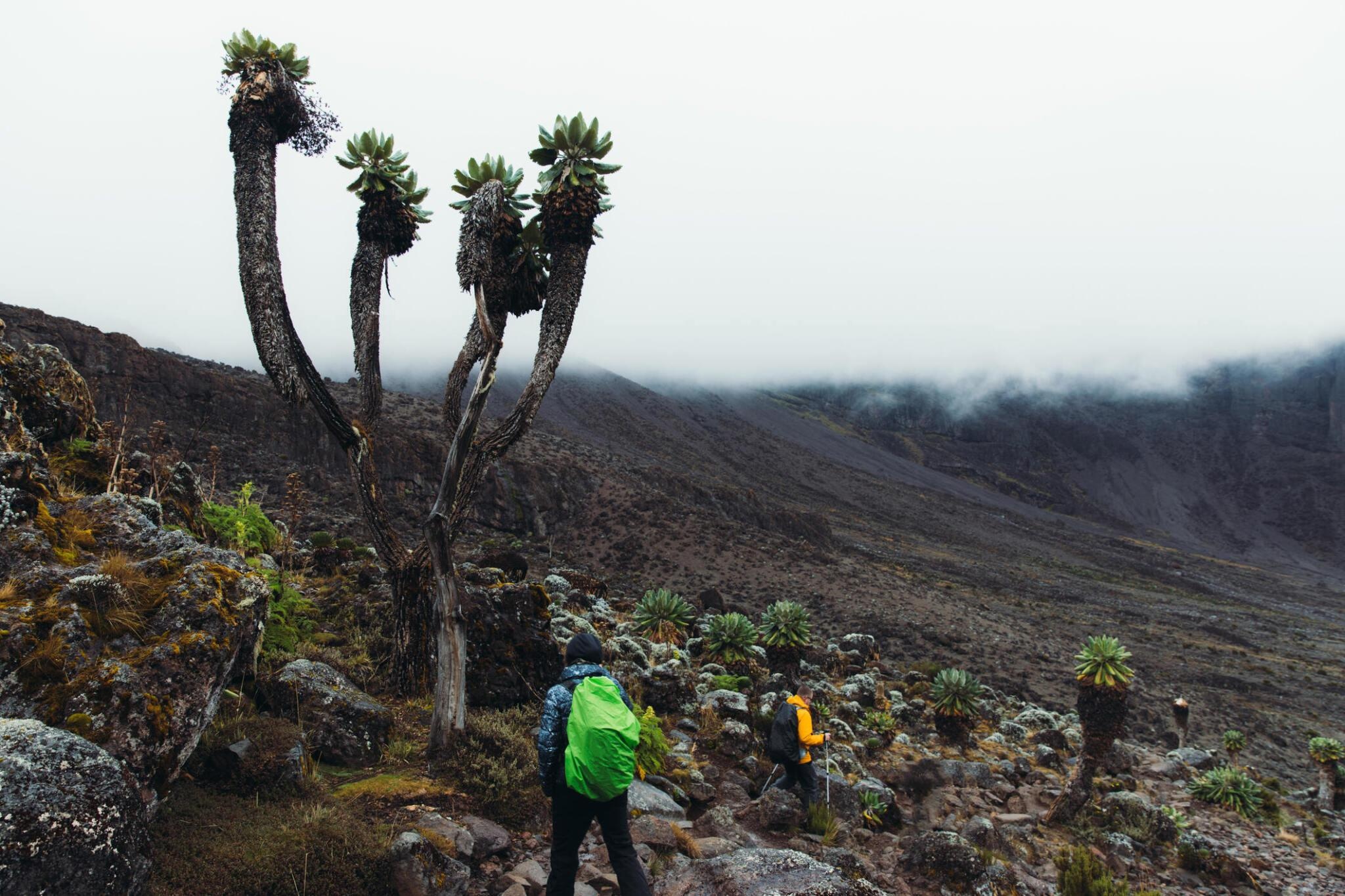 tourhub | Horizon Seeker Adventure | 7 days Kilimanjaro Climbing Machame route 