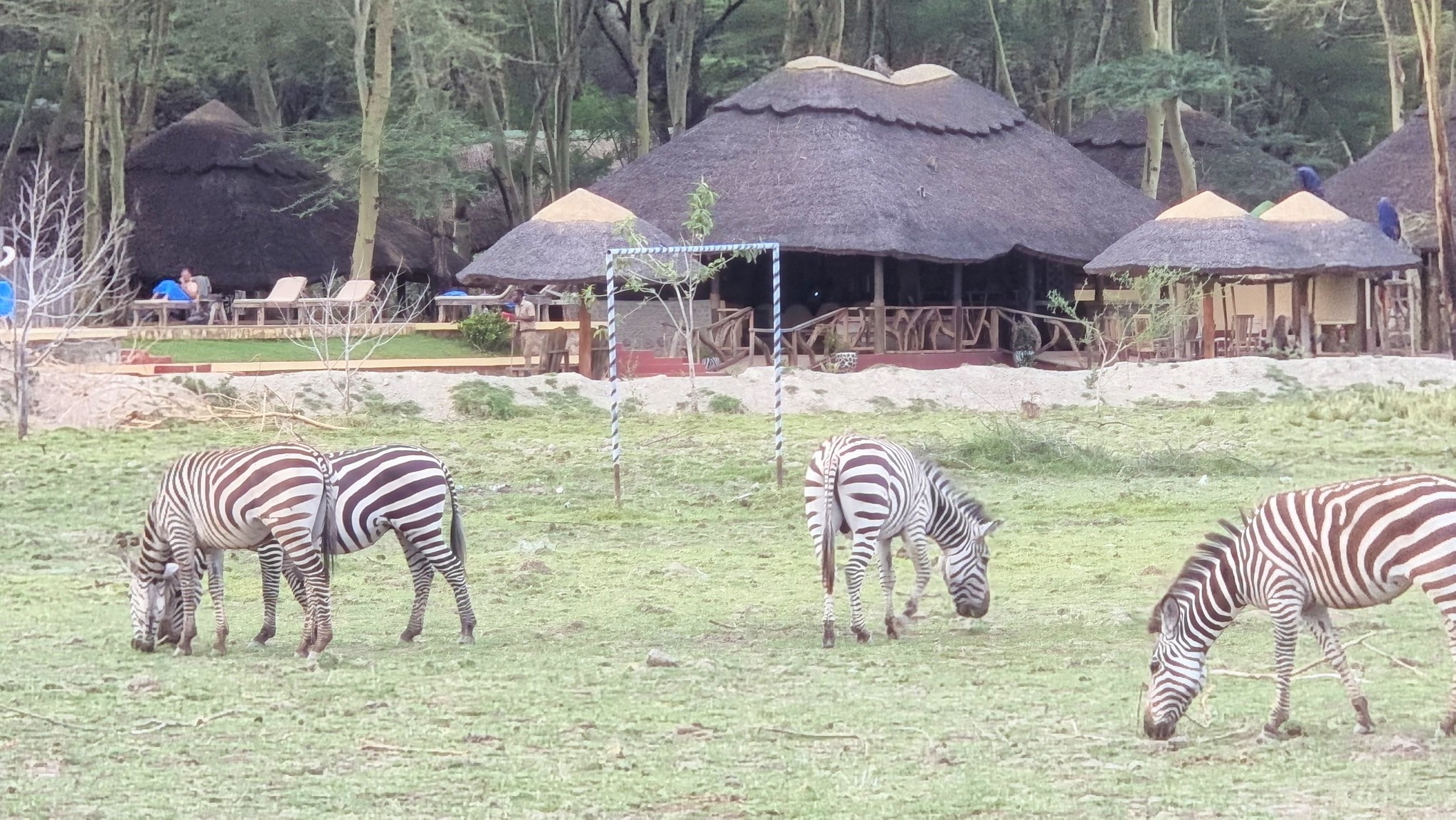 tourhub | Beach and Safari Holidays | Safari Serengeti: 12 Days of Untamed Beauty 